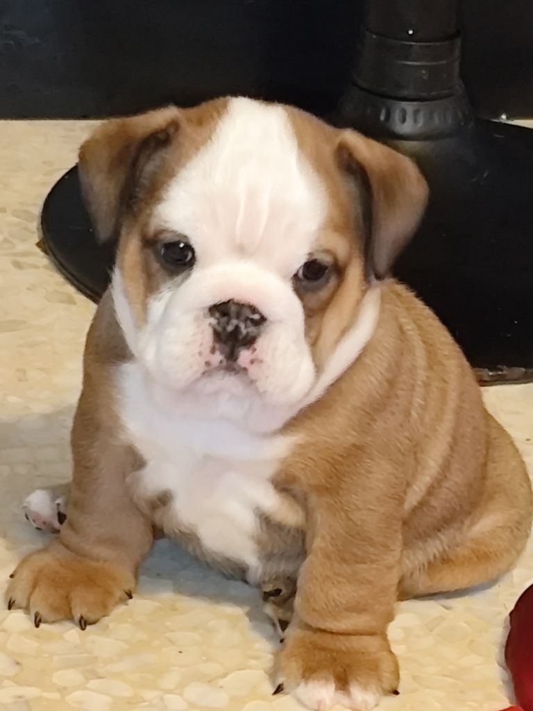 les Bull's de la Rivièra - Chiot disponible  - Bulldog Anglais