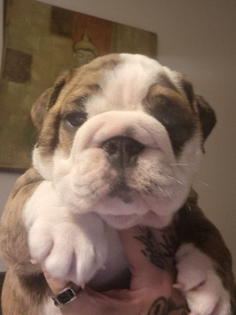 les Bull's de la Rivièra - Chiot disponible  - Bulldog Anglais