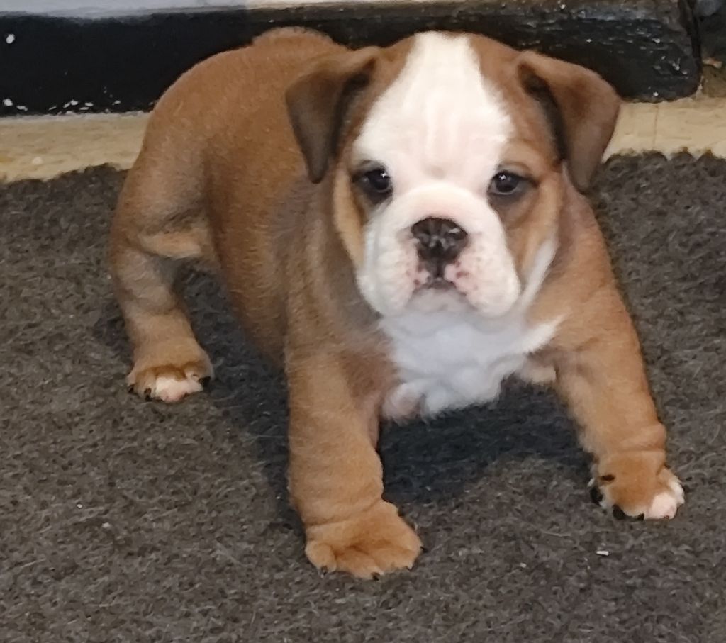 les Bull's de la Rivièra - Chiot disponible  - Bulldog Anglais