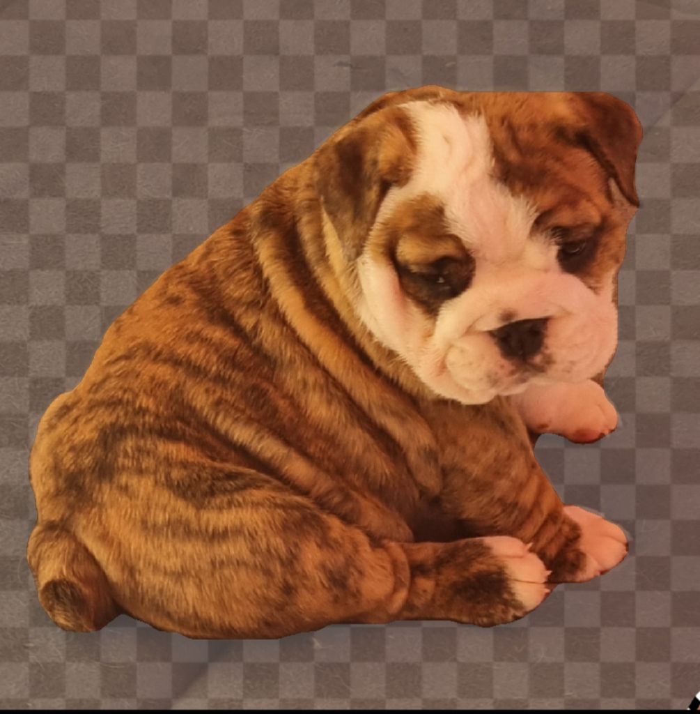 les Bull's de la Rivièra - Chiot disponible  - Bulldog Anglais