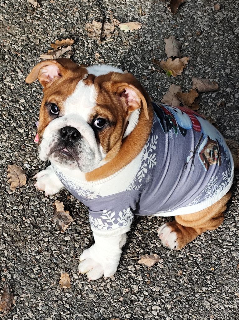 Always rosita espinosa des terres flamandes