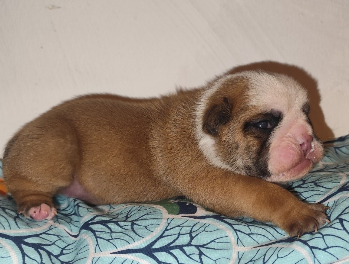 les Bull's de la Rivièra - Chiots disponibles - Bulldog Anglais