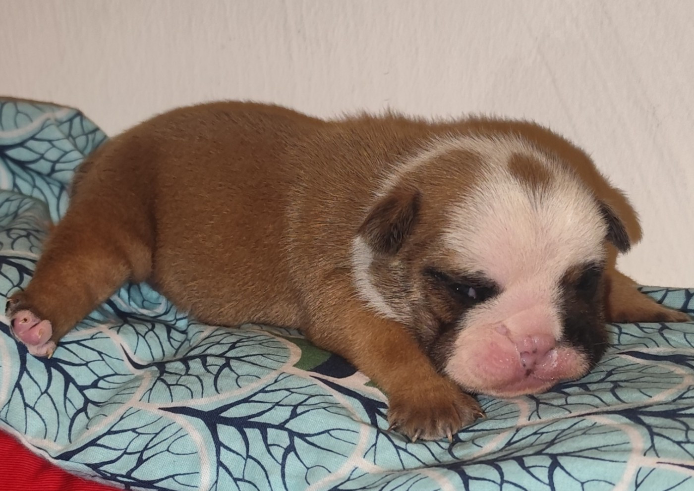 les Bull's de la Rivièra - Chiots disponibles - Bulldog Anglais