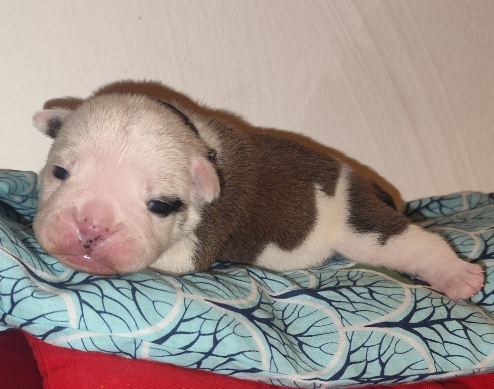 les Bull's de la Rivièra - Chiots disponibles - Bulldog Anglais