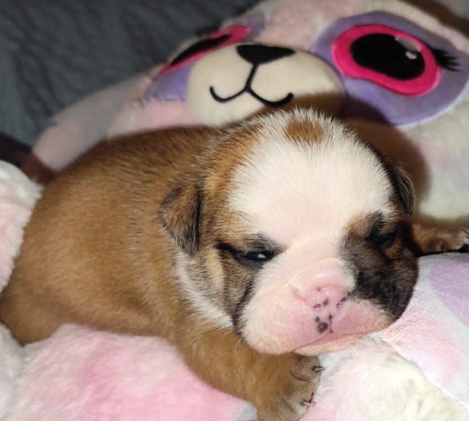 les Bull's de la Rivièra - Chiots disponibles - Bulldog Anglais