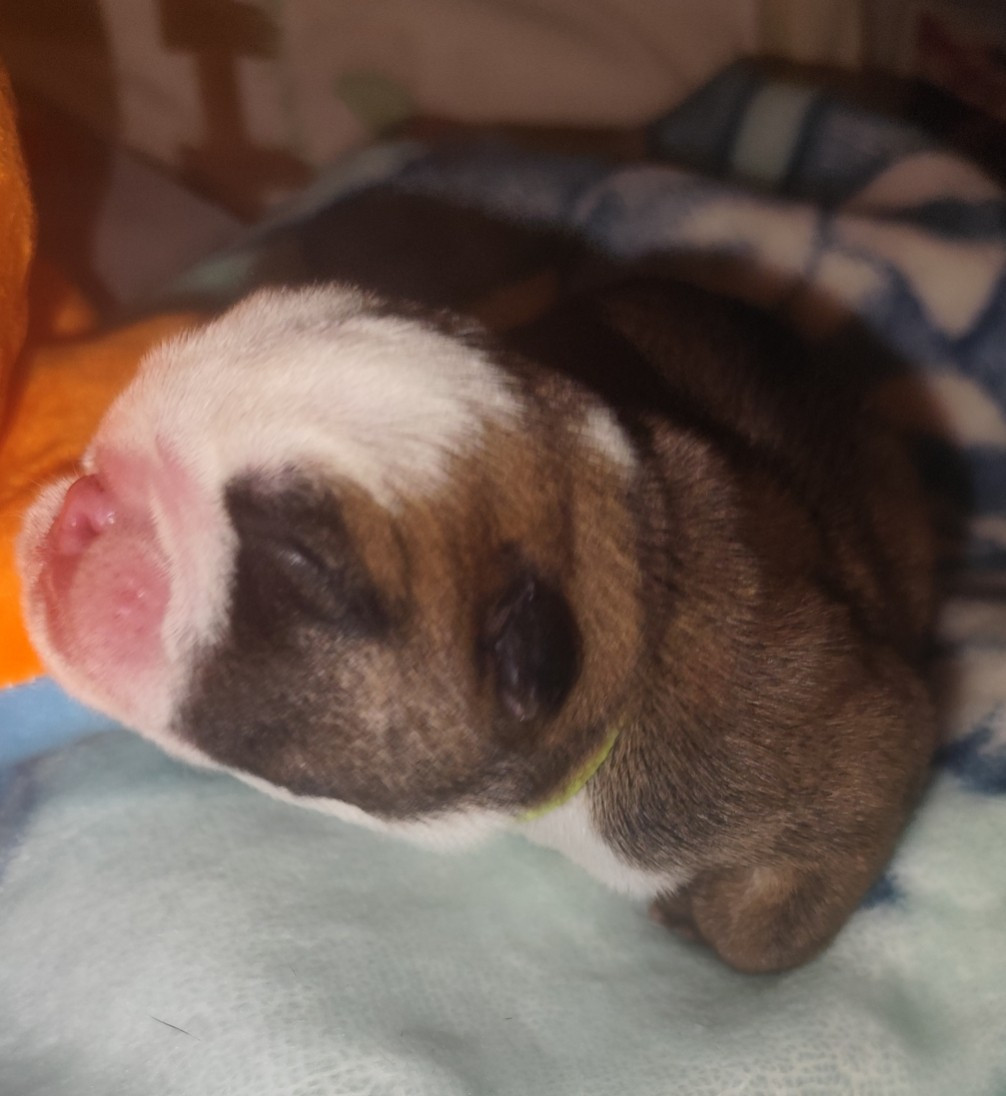 les Bull's de la Rivièra - Chiots disponibles - Bulldog Anglais