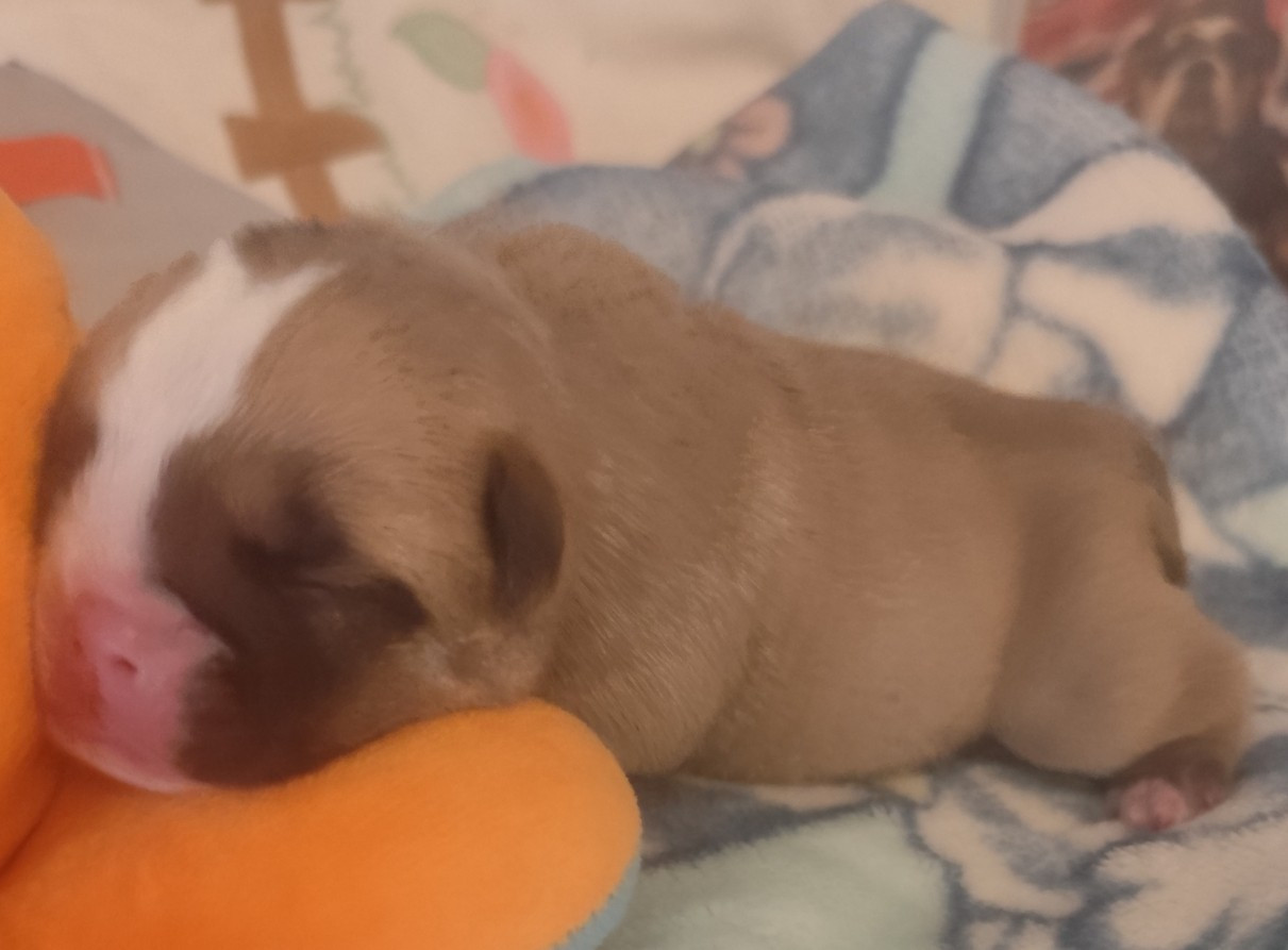 les Bull's de la Rivièra - Chiots disponibles - Bulldog Anglais