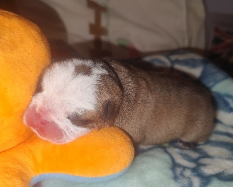 les Bull's de la Rivièra - Chiots disponibles - Bulldog Anglais