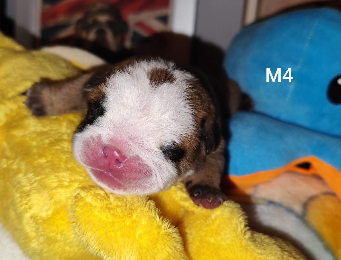 les Bull's de la Rivièra - Chiots disponibles - Bulldog Anglais