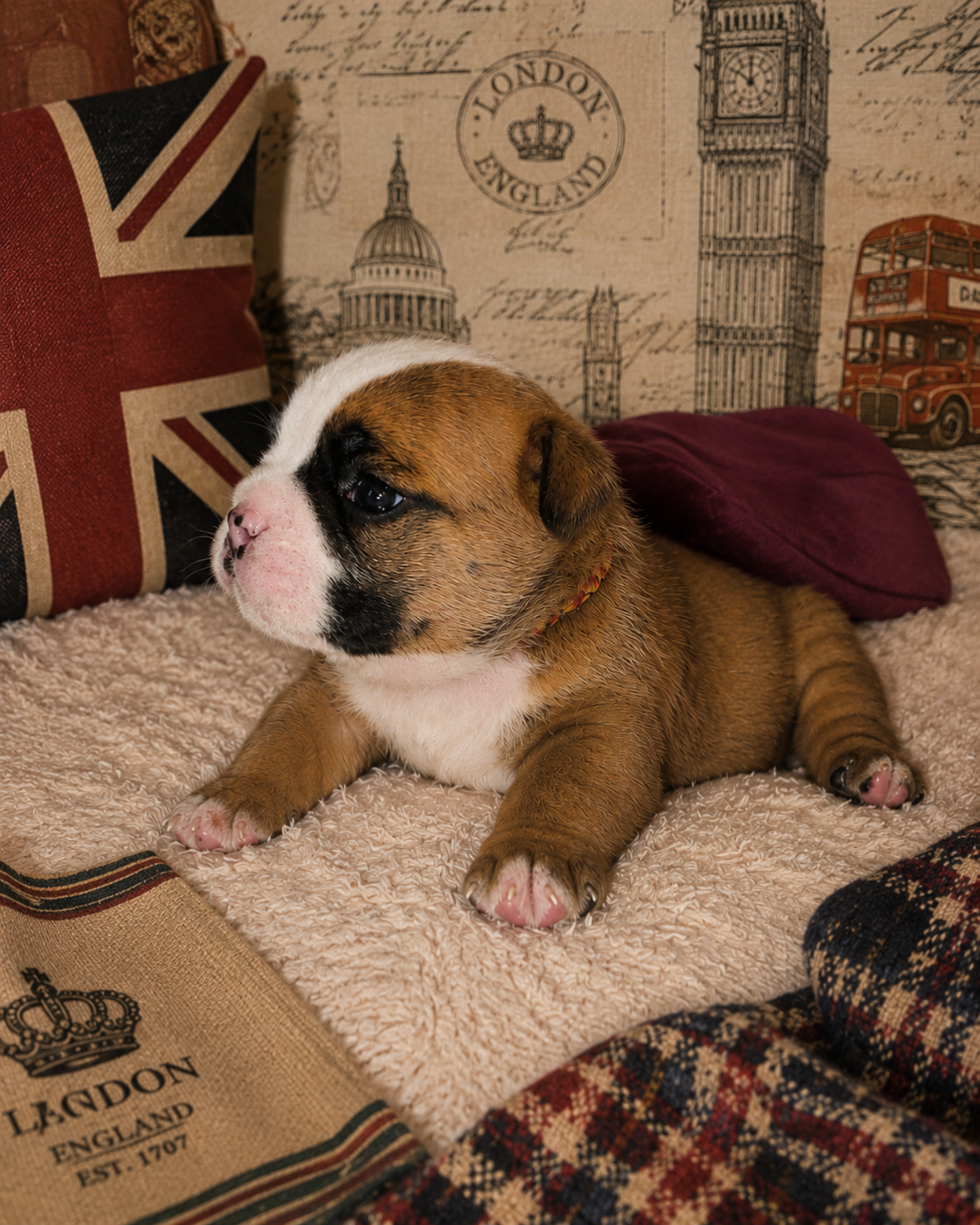 les Bull's de la Rivièra - Chiots disponibles - Bulldog Anglais
