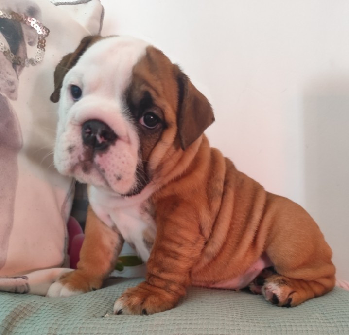 les Bull's de la Rivièra - Chiots disponibles - Bulldog Anglais
